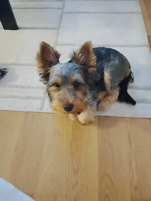 Tündéri Yorkshire Terrier kisfiú eladó  - kép 2