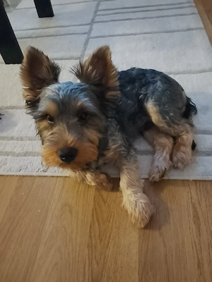 Tündéri Yorkshire Terrier kisfiú eladó 