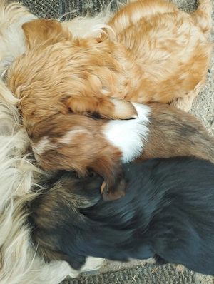 Bichon havanese kuskuty k - kép 2