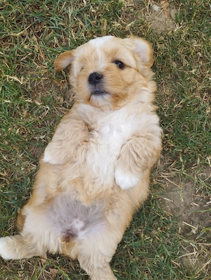 Bichon havanese kuskuty k - kép 3