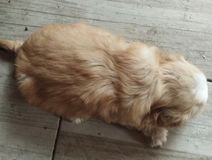 Bichon havanese kuskuty k - kép 5