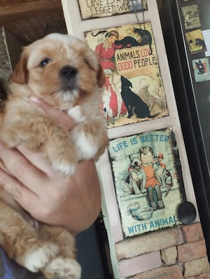 Bichon havanese kuskuty k - kép 4
