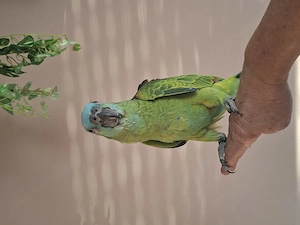 Kékhomlokú amazonok - kép 2