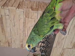 Kékhomlokú amazonok - kép 5