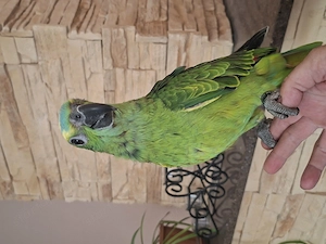 Kékhomlokú amazonok - kép 4