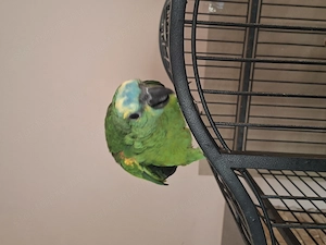 Kékhomlokú amazonok - kép 3