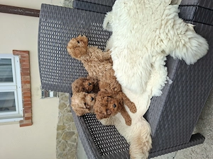 Toy és törpe uszkár kisfiúk - kép 5