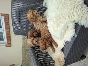 Toy és törpe uszkár kisfiúk - kép 4