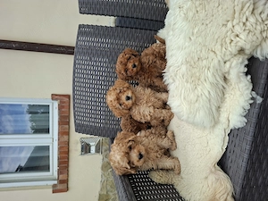 Toy és törpe uszkár kisfiúk - kép 9