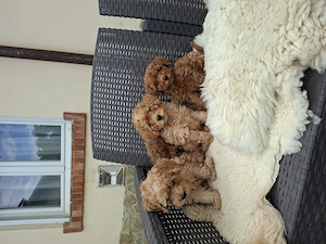 Toy és törpe uszkár kisfiúk - kép 7