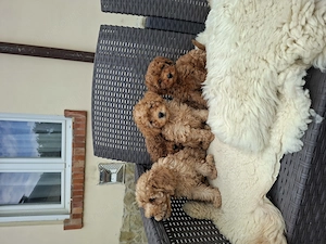 Toy és törpe uszkár kisfiúk - kép 8
