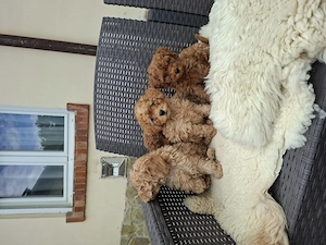 Toy és törpe uszkár kisfiúk - kép 6