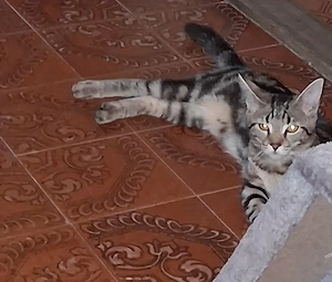 Törzskönyvezett Main coon anyától 6 hónapos lány cica - kép 1