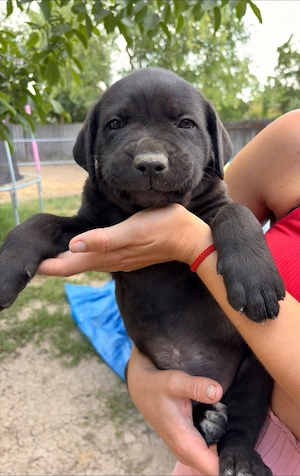 Cane corso kolykok  - kép 2