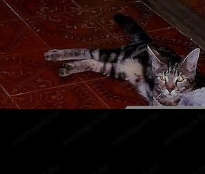 Törzskönyvezett Main coon anyától 6 hónapos lány cica - kép 2