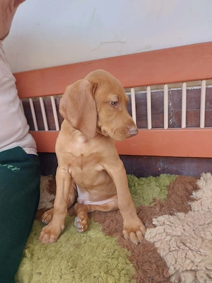 Magyar vizsla kölykök  - kép 4