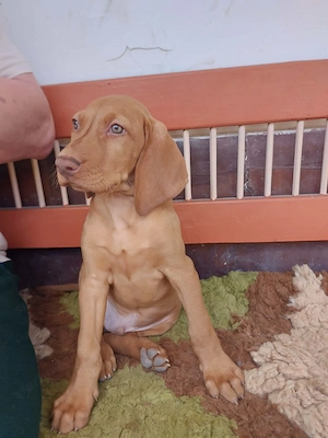 Magyar vizsla kölykök  - kép 2