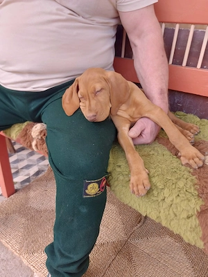 Magyar vizsla kölykök  - kép 5