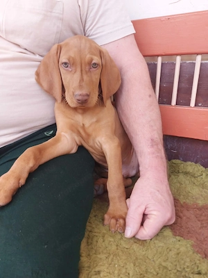 Magyar vizsla kölykök  - kép 3