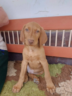Magyar vizsla kölykök 