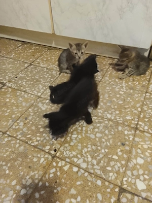 Kiss cica ingyen elvihető  - kép 2