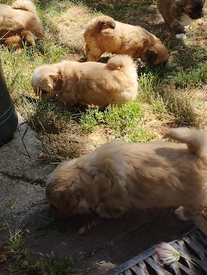 Bichon havanese kiskuty k - kép 3
