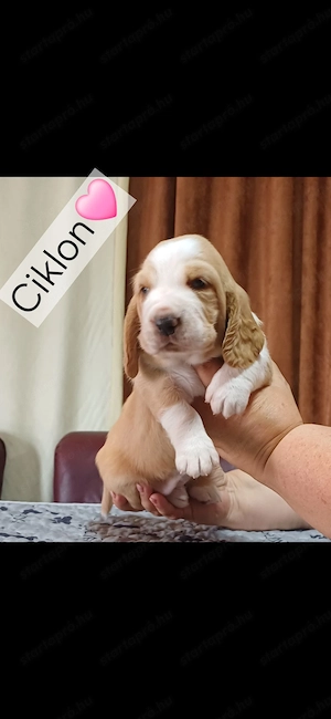 Eladó Basset Hound kiskutyák  - kép 3