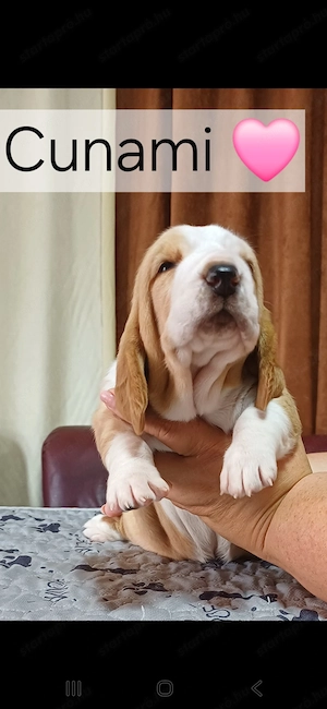 Eladó Basset Hound kiskutyák  - kép 5