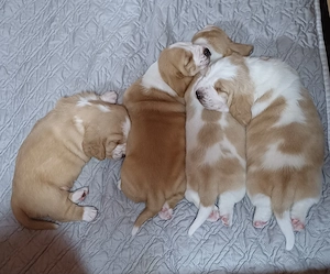 Eladó Basset Hound kiskutyák  - kép 4