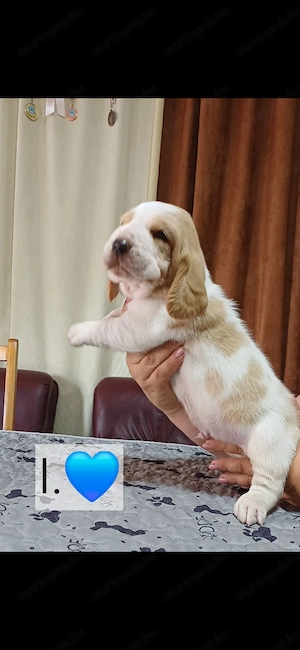 Eladó Basset Hound kiskutyák  - kép 2