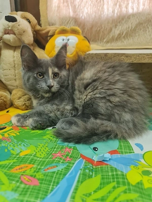 Maine coon cica.