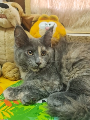Maine coon cica. - kép 2