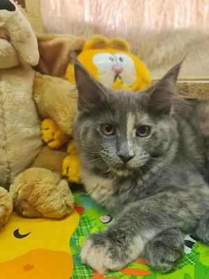 Maine coon cica. - kép 3