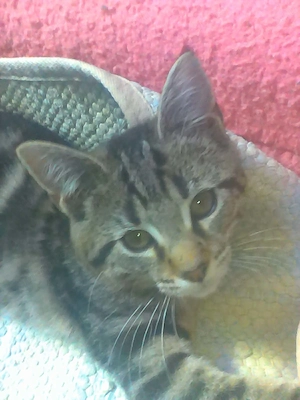 Bengáli-Maine Coon félvér féléves lány cica elado AJÁNDÉKKAL - kép 5