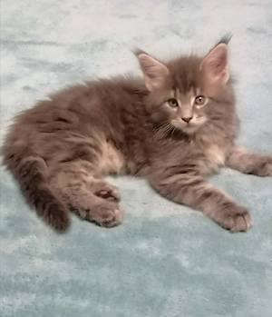 Maine coon kandúr kiscica - kép 2