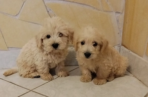 Maltipoo fiú kiskutyák gazdit keresnek.