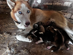 Husky kiskutyák - kép 2