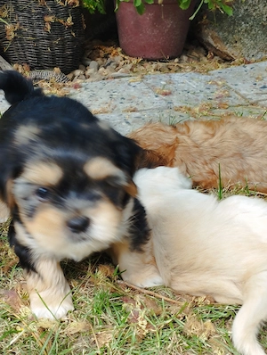 Bichon havanesek - kép 7