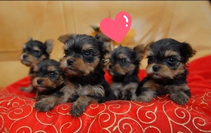 Mini méretű yorkshrie terrier kölykök 