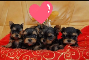 Mini méretű yorkshrie terrier kölykök  - kép 2