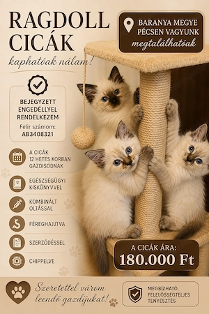 Ragdoll Rongybabák Gazdit keresnek!