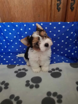 2 hónapos Biewer Yorkshire Yorki mini kisfiú oltva, keresi gazdiját! - kép 2