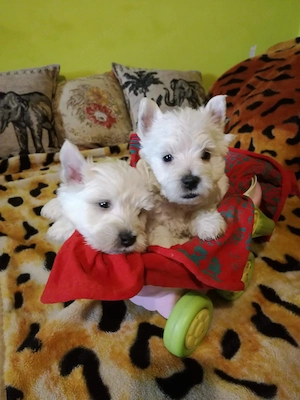 Westie cuki szuka kiskutyák eladók.