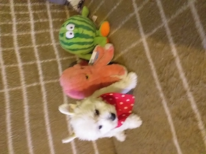 Westie cuki szuka kiskutyák eladók. - kép 3