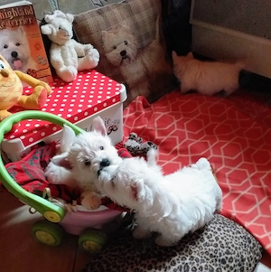 Westie cuki szuka kiskutyák eladók. - kép 2