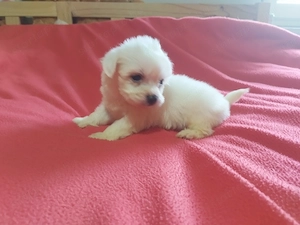 Fehér mini Bichon Havanese  - kép 2