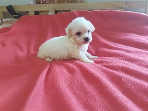 Fehér mini Bichon Havanese  - kép 3