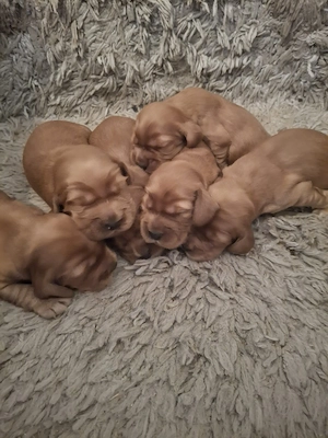 Angol cocker spániel arany színű kiskutyák - kép 2