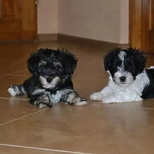 Bichon havanese kiskutyák  - kép 3