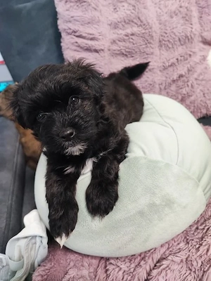 Bichon havanese kiskutyák  - kép 2